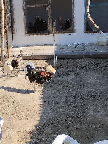 K/t heyvanları və malları: Toyuq, Damazlıq — 1