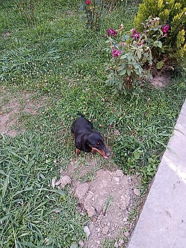 qurbanlıq heyvanlar: Satılır: qısa tüklü, qara rəngli taksa (daxshund) cinsi it — 6