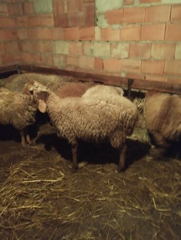 Quzu: 7disi 1erket 270 manat reyal alıcıya endirim olacaq .Fikri ciddi olan — 10