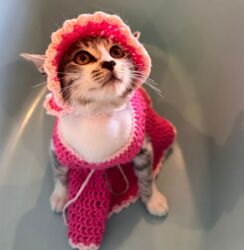 Pişiklər: Sekilleri cevirib baxin her biri ev pisiklerimdir pulsuz yaxsi baxana -da lalafo.az — 7 Pişiklər: Sekilleri cevirib baxin her biri ev pisiklerimdir pulsuz yaxsi baxana — 7