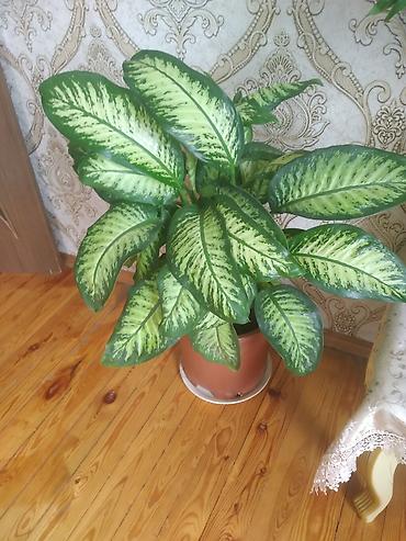 otaq bitkiləri: Dieffenbahiya (Dieffenbachia) dekorativ yarpaqlı otaq bitkisi - Növ — 1