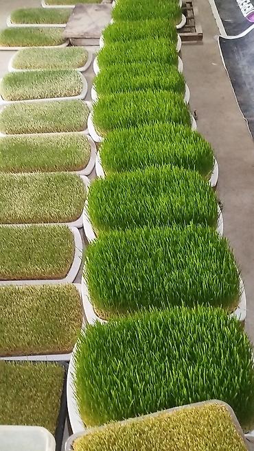 хлорелла купить: Витграс Сок из ростков пшеницы 100 процентов (wheatgrass) витграс — 8