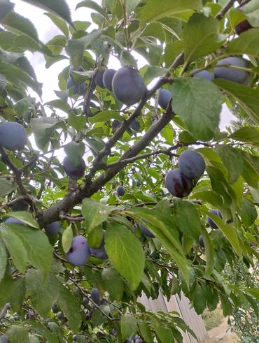 продам мебель бу в бишкеке: Кара орук. оптом иштешебиз 5 6 фура чыгарып беребиз