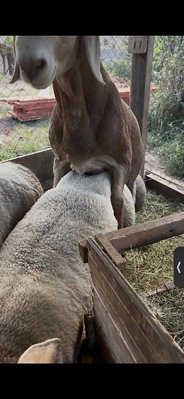 бука бычок: Продаю | Баран (самец) | Арашан | Для разведения | Племенные — 3