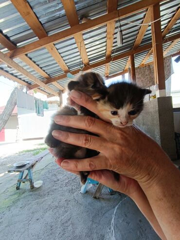 дом животные: Отдам котят в хорошие руки Вислоухие котята новорожденные 3 недели