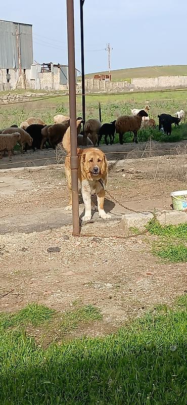 İtlər: Qurdbasar, 2 il, Erkek, Peyvəndli — 14