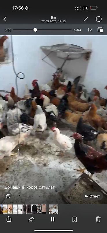 дом для кур: Продаю | Куры | Домашняя | Для разведения — 4
