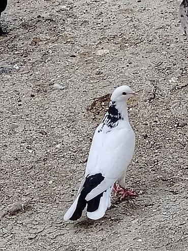 maltese qiymeti: Salam boynugullu erkey tutulma enni quyruqdu qiymet 15manat unvan — 2