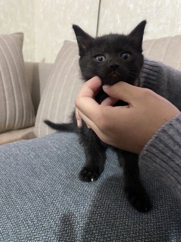 продам собаку объявление sobaka: Беспородная, 2 месяца, Девочка, Черный