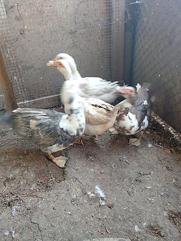 quş: 3 eded 1 illik dişi ördekler satılır. bir ededi krasnadan bir ededi — 3