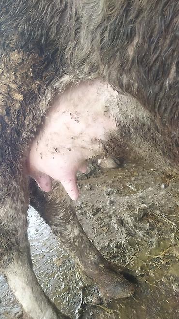 Коровы, быки: Продаю | Корова (самка) | Полукровка | После отела — 10