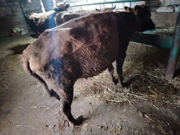 Dana, buzov: Dana, buzov, Dişi, Holsteyn, ay: 1, 560 kq, Ətlik — 9