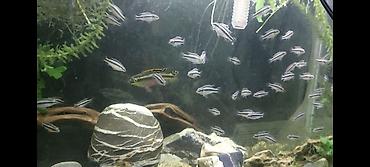akvarium balıqları: Tetra balığı, Sülhsevər — 2