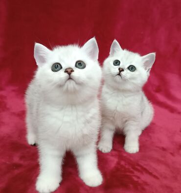 Коты: Продается Шотландские котята Серебристая шиншилла ! Мальчишка и