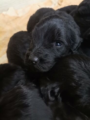 Psi: Prodaja štenadi Ruskog crnog terijera