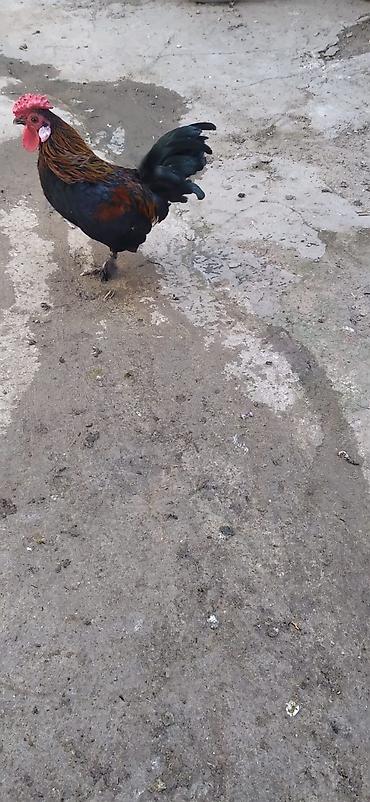 K/t heyvanları və malları: Yaponka Xoruz — 3