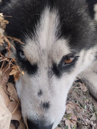 акустические системы kisonli technology co колонка в виде собак: Хаски, 1 год, Самец at lalafo.kg акустические системы kisonli technology co колонка в виде собак: Хаски, 1 год, Самец