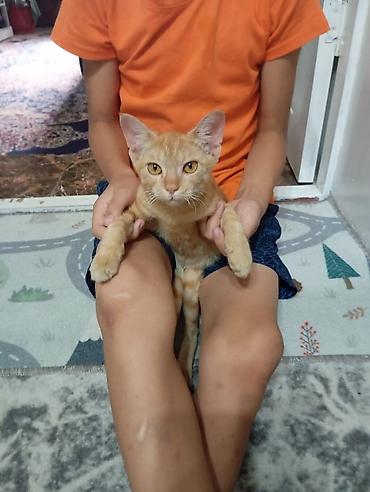 Рыжий котёнок домашний - Окрас: тёплый рыжий табби с полосками