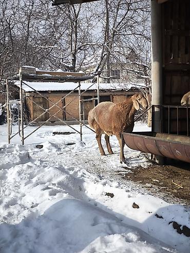 Баран, овца: Продаю | Ягненок, Баран (самец) | Арашан | Для разведения | Племенные at lalafo.kg — 4 Баран, овца: Продаю | Ягненок, Баран (самец) | Арашан | Для разведения | Племенные — 4
