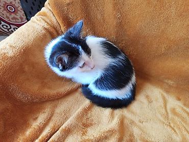 отдам даром котят бишкек: Кошка даром: Беспородная, 2 месяца, Мальчик — 9