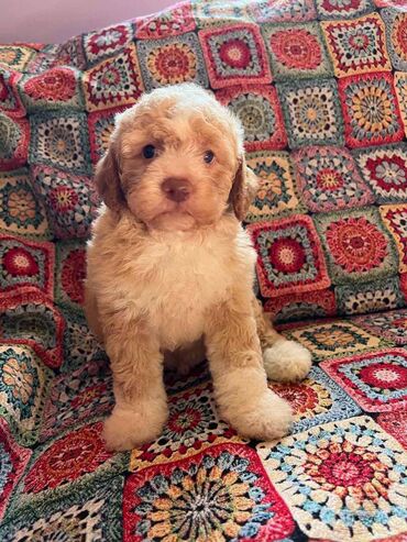 Psi: Nasa odgajivacnica lagotto romagnolo pasa A GANG OF LAGOTTA FCI 7244 — 15