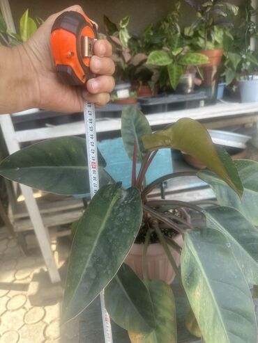 Другие комнатные растения: Комнатные растения — 3