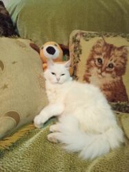 дом для кош: Мама. котика. не продается. для. рекламы