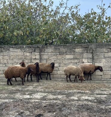 Qoyunlar, qoçlar: Qoyunlar – qaragül tipli qəhvəyi yunlu, qara başlı və ayaqlı heyvanlar — 8