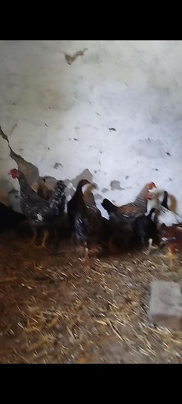 Xoruzlar: 5 ayının içində təbii kənddə həyətdə göylükdə yetirşdirilmiş kənd — 7