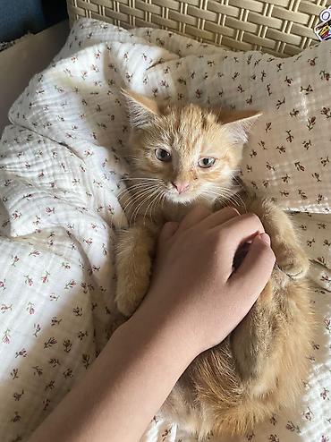 Кошка даром: Беспородная, 3 месяца, Девочка