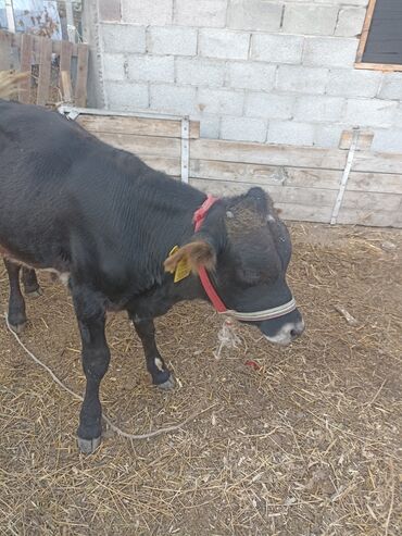 теленки или телята купить: Продаю | Бык (самец) | На откорм | Привязанные