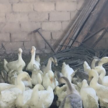 geref quşu: Linda quban qazlari hündür qazlardi yaşlari iki ayyarimdir qiymət 20