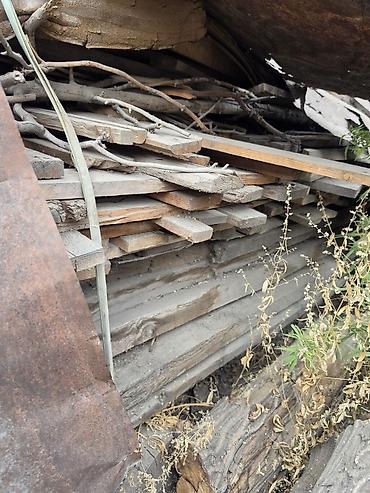 Отун: Отун Мөмө жыгачы — 2