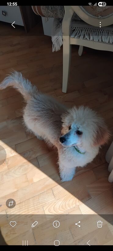 İtlər: Pudel — 29