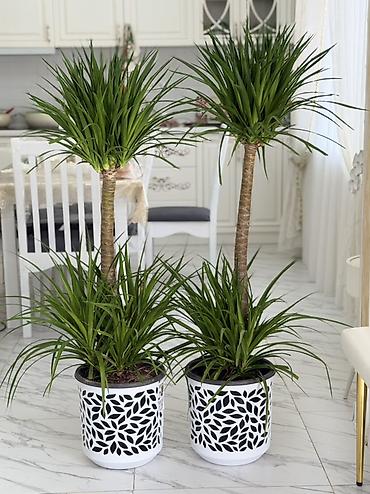 Драцена (Dracaena marginata) в декоративных кашпо — напольные