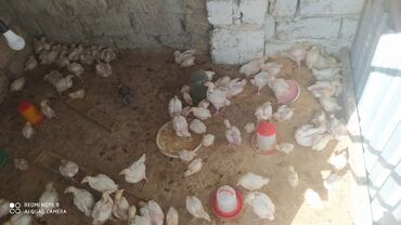 kənd cucesi: Куриные цыплята, Для мяса, Самовывоз