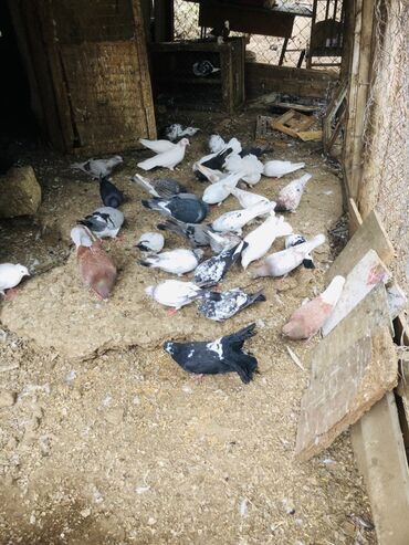 Göyərçinlər: Müxtəlif rənglərə və naxışlara malik ev göyərçinləri mövcuddur. Onlar — 10