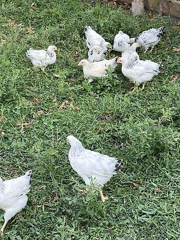 Toyuq cücələri, Ətlik, Ünvandan götürmə