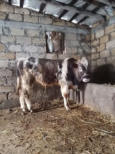 Dana, buzov: Dana, buzov, Erkək, ay: 8, Ətlik — 2