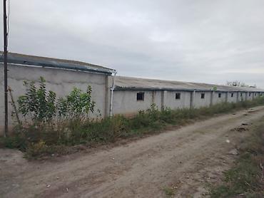 əmlak az ismayıllı: Ferma mal bazarina bir kilometr mesafede yerlesirqarabag su — 7