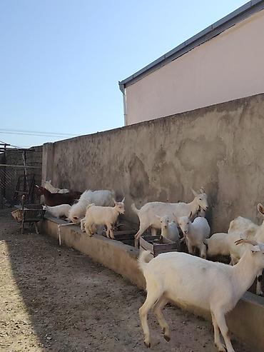 keci heyvan: Ağ rəngli keçilər və bala keçilər (oğlaqlar) - Cins: yerli süd — 5