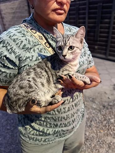 котёнок бесплатно: Кошка даром: Беспородная, 4 месяца, Девочка — 2
