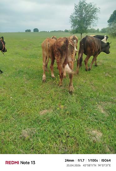 Коровы, быки: Продаю | Бык (самец) — 11