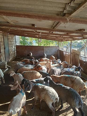 heyvanlara verilən xüsusi adlar: 24 erkək 7 dişi kom 31 baş toğlu satılır — 4
