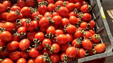 meyve terevez topdan satis qiymetleri: Ceri pamidor