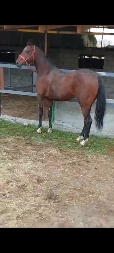 купить рабочую охотничью собаку: Сатам | Байтал | Ат спорту | Асыл тукумдуу