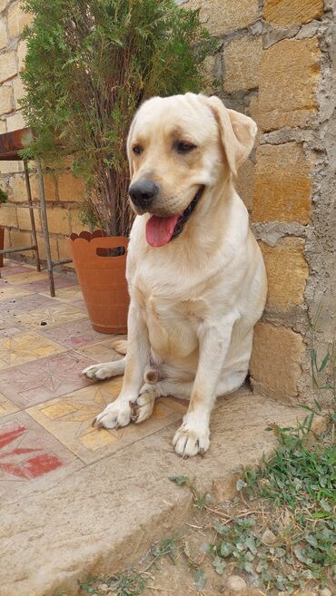 Pişiklər: Labrador-retriver, 1 il, Erkek