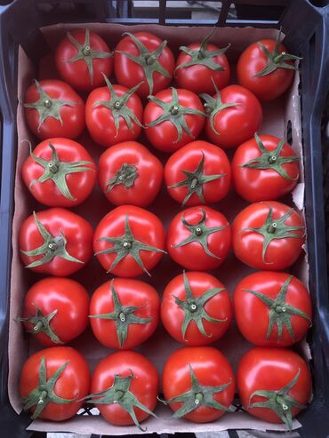 помидоры бишкек: Помидоры Красные, Оптом