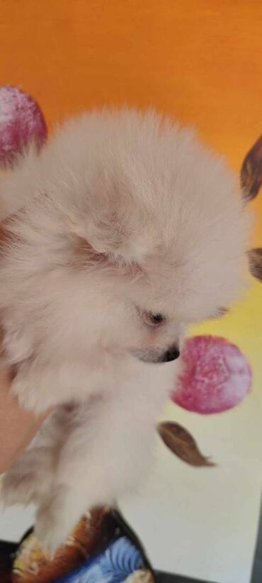 Psi: Oduševićemo vaša srca predivnim Pomerancima iz našeg pažljivo — 21