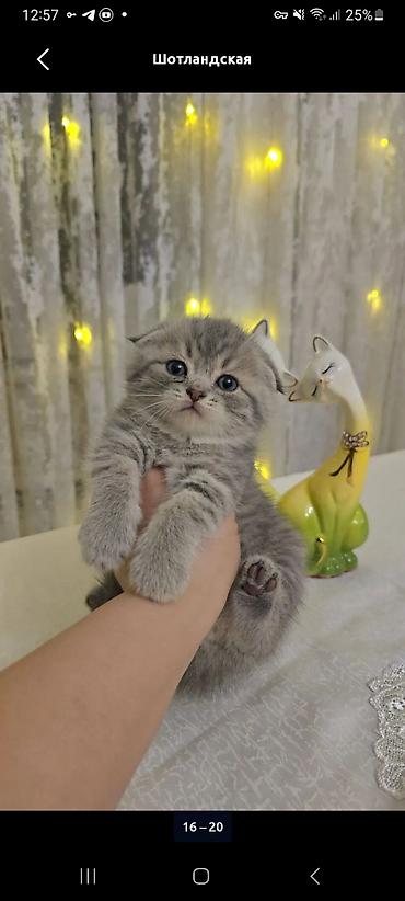Кошки: Шотландская, Самец — 6